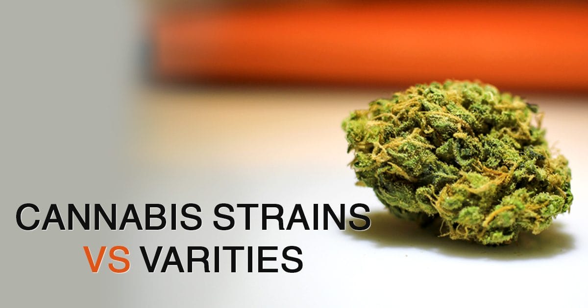 What Are Cannabis Strains Easy To Understand Cannabis Taxonomy 9978