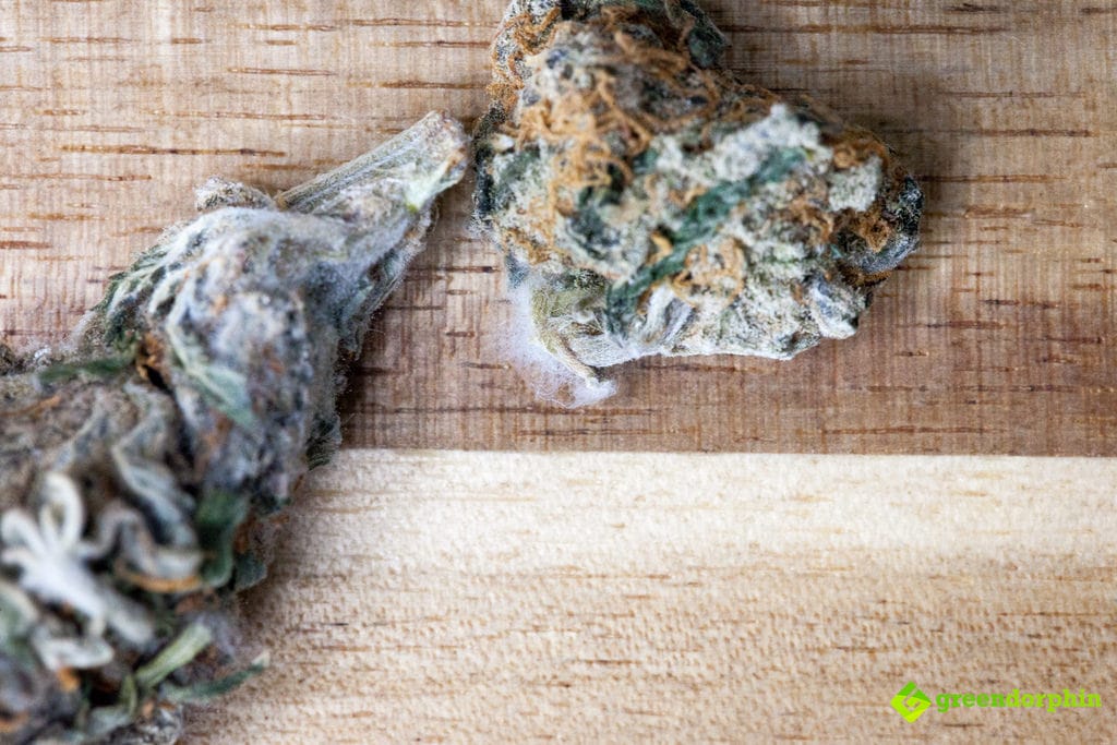 Everything You Should Know About Cannabis Mold | Greendorphin.com